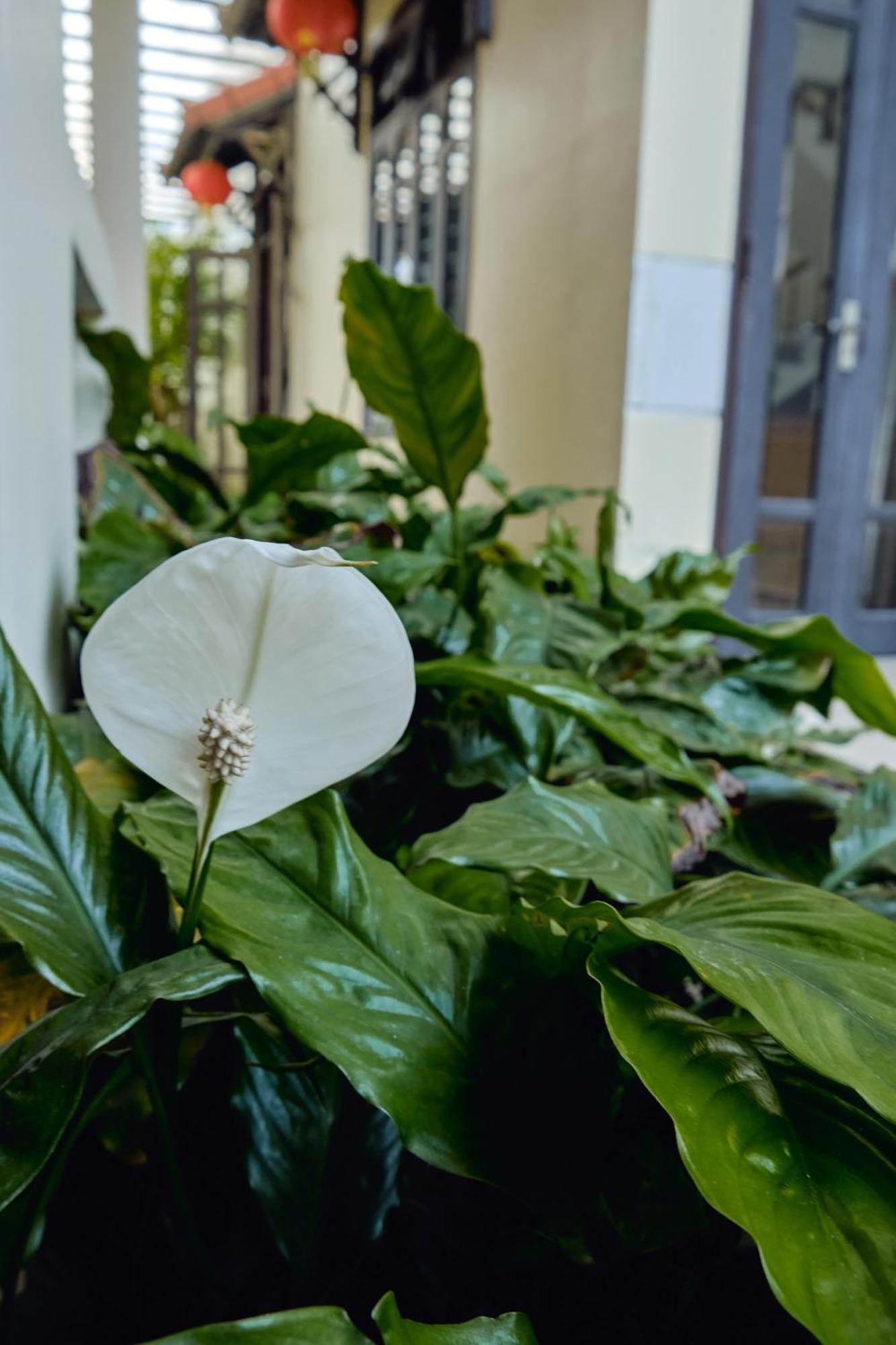 Hoi An Holiday Villa מראה חיצוני תמונה
